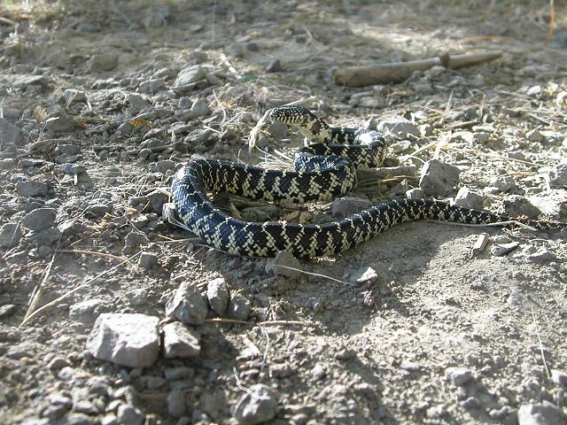 Brooksi male