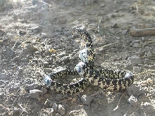 Brooksi male 2