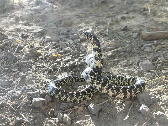 Brooksi male 2