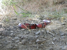Hondurus
