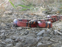 hondurus 2