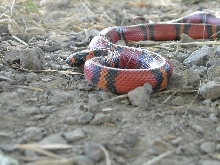 hondurus 3