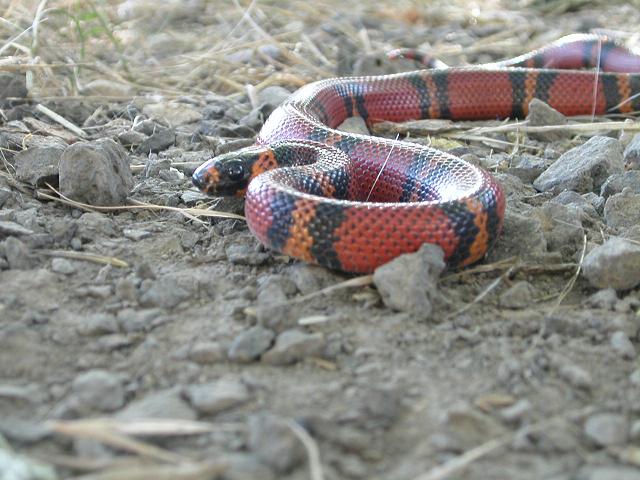 hondurus 3