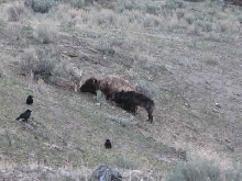 wolves eating bison4