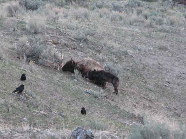 wolves eating bison4