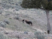 wolves eating bison5