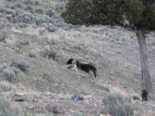 wolves eating bison5