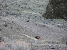 wolves eating bison9