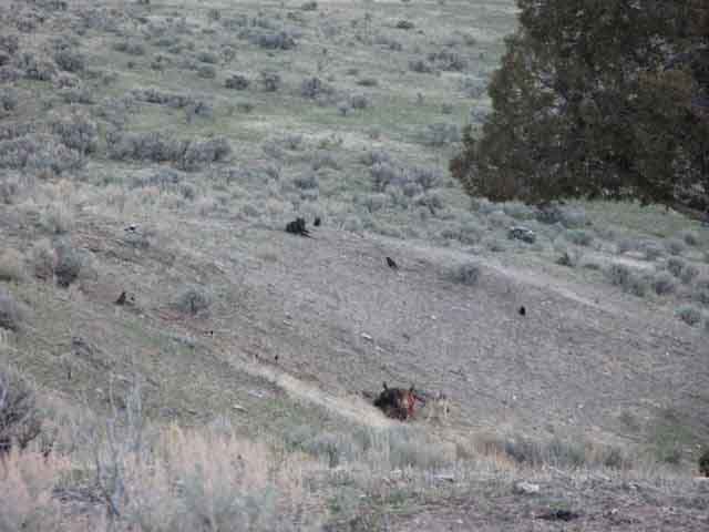 wolves eating bison9