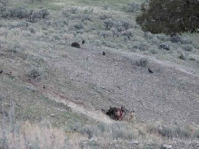 wolves eating bison8