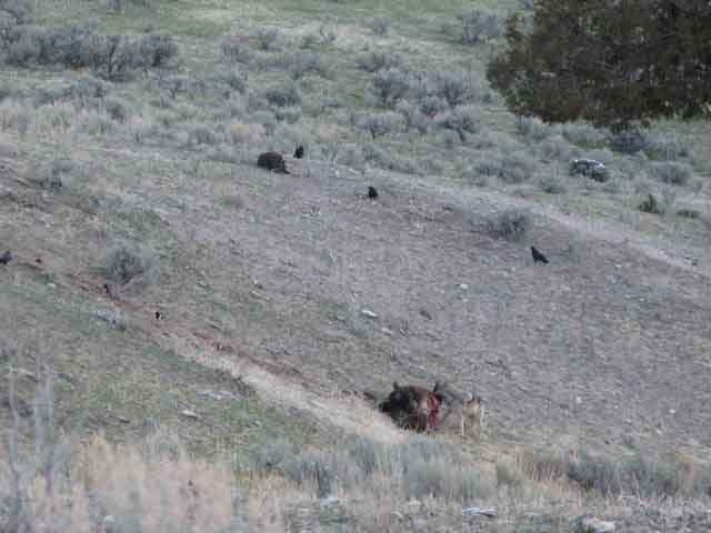 wolves eating bison8