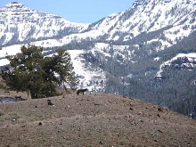 guarding the kill (wolves)