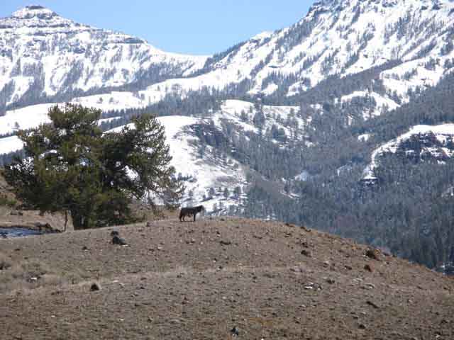 guarding the kill (wolves)