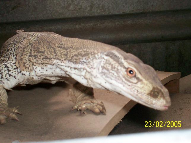 flavie female