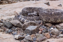 Rattlesnake 1