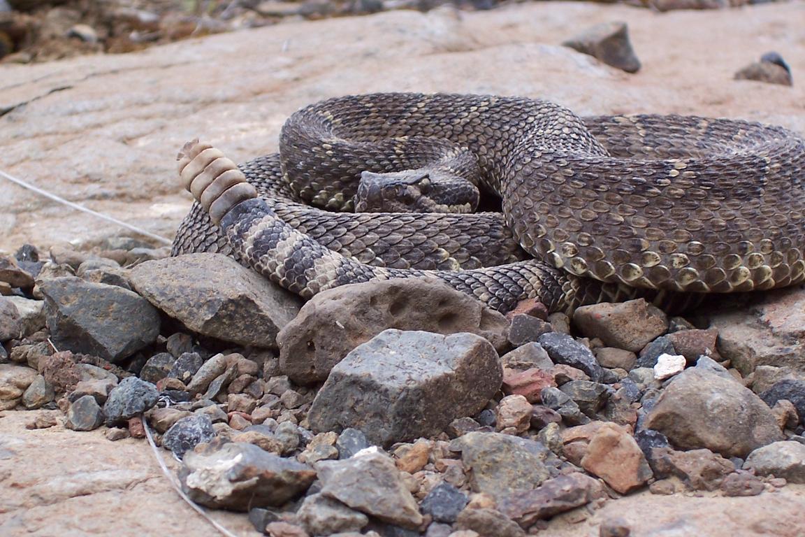 Rattlesnake 1