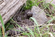 Crotalus oreganus 2