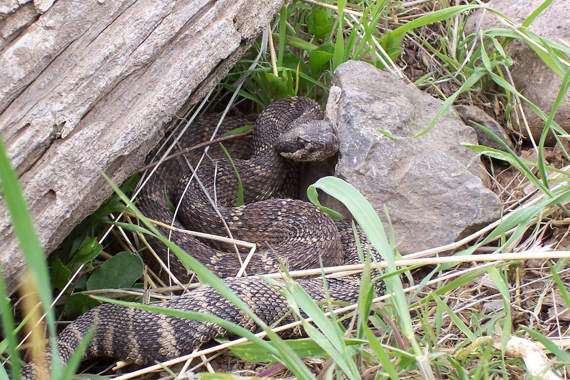 Crotalus oreganus 2