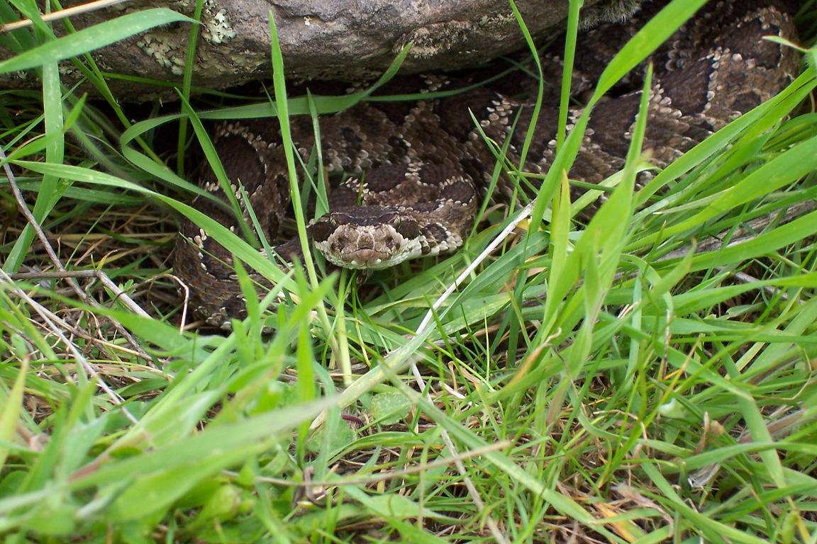 Crotalus oreganus 3