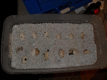 ackie eggs