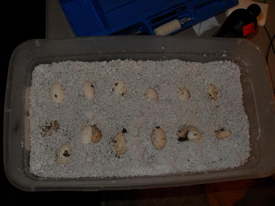 ackie eggs