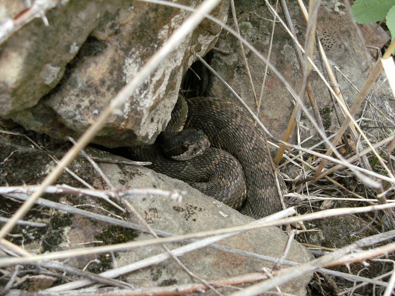 crotalus1