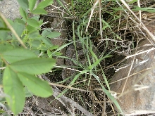 crotalus2