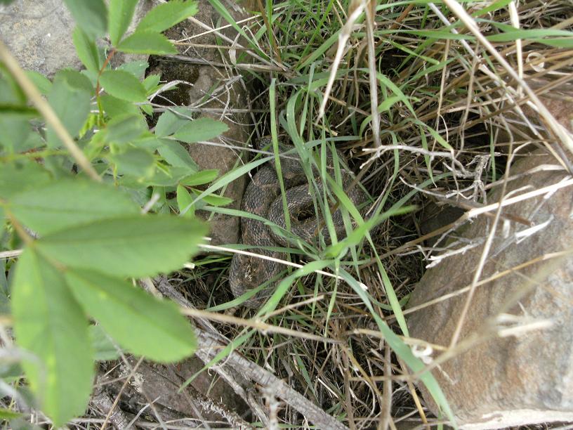 crotalus2