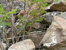 crotalus3