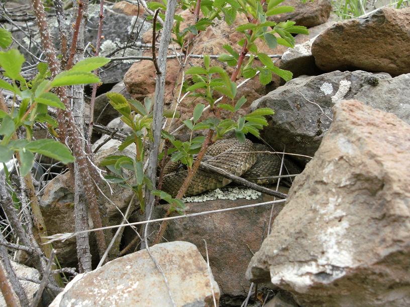 crotalus3