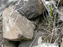 crotalus4