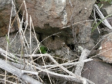 crotalus5