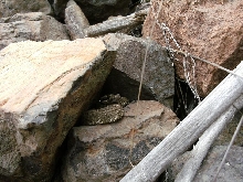 crotalus6