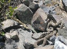snake den