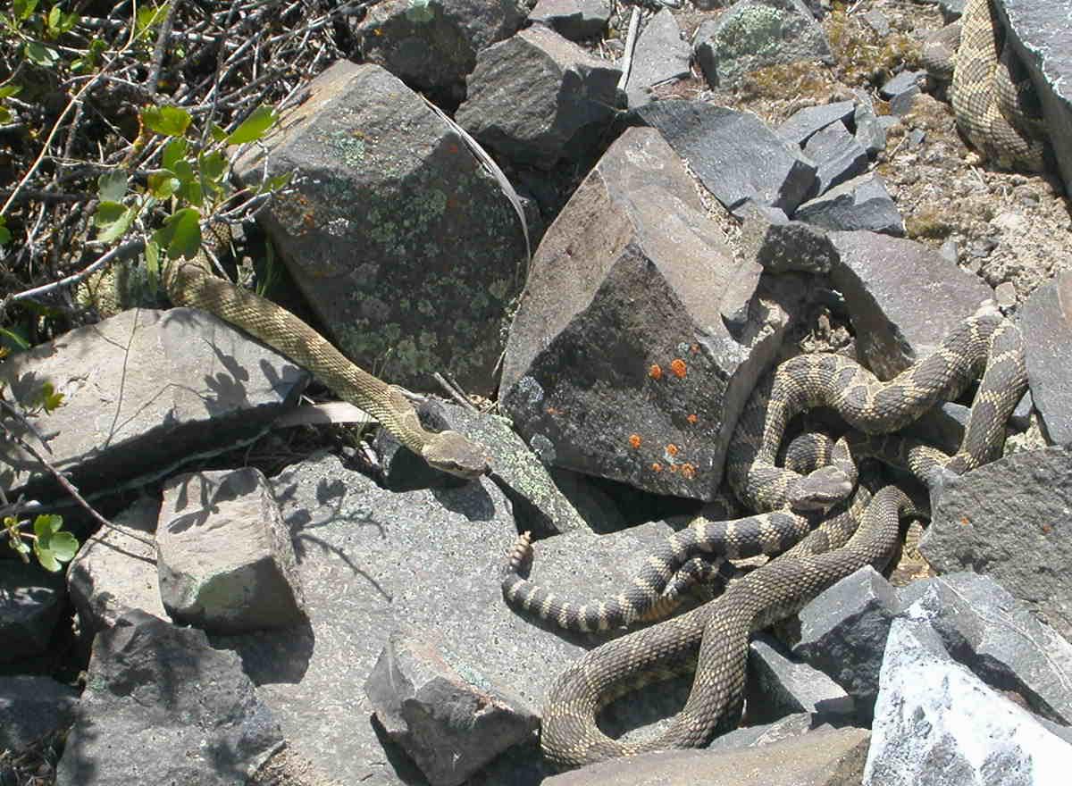 snake den