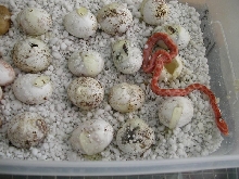 corn snakes hatching 2006 pic1