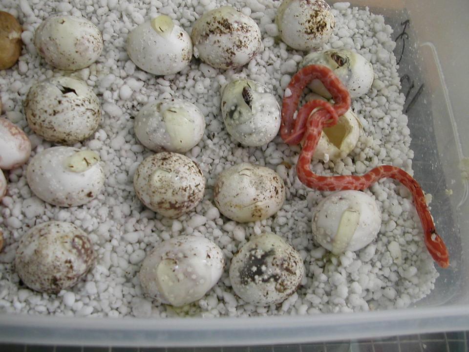 corn snakes hatching 2006 pic1