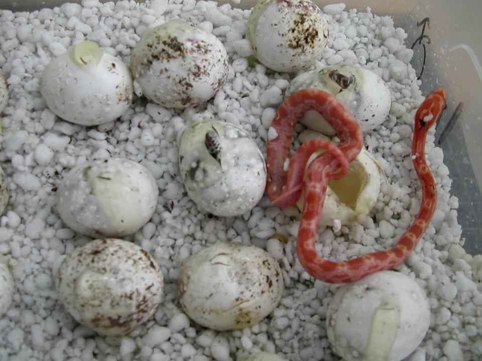 corn snakes hatching 2006 pic2