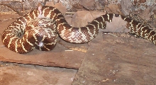 florida king eating