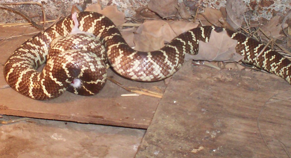 florida king eating