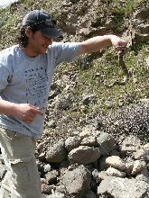 pituophis