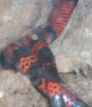 hondos copulating