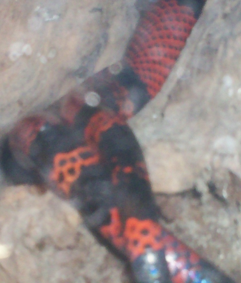 hondos copulating