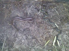 intersocial snakes