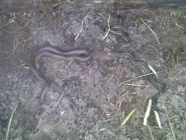 intersocial snakes