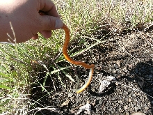 ringneck