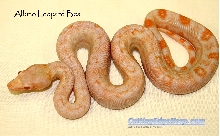 Albino Leopard Boa