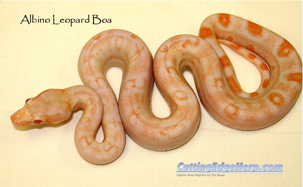 Albino Leopard Boa