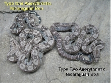 Type 1 & 2 Anerythristic Boas