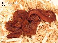 Bloody Orangetail Hypo Boa